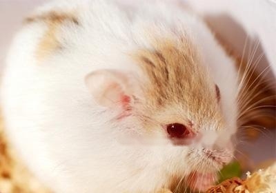 Amber Hamster