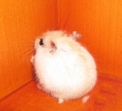 Golden Fox Hamster