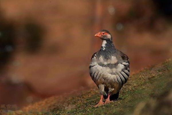 Tibetan Snow Chicken