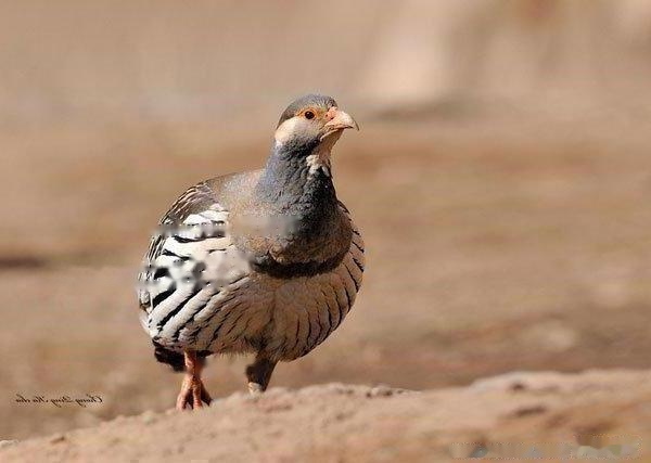 Tibetan Snow Chicken