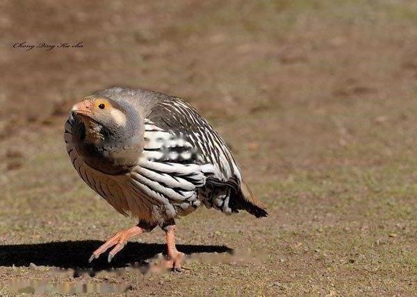 Tibetan Snow Chicken