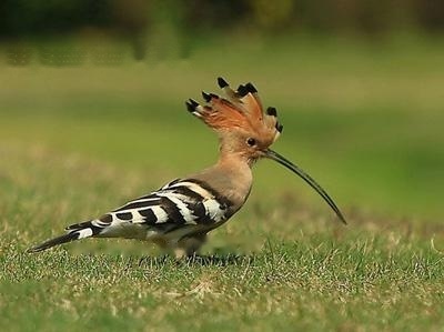 Hoopoe