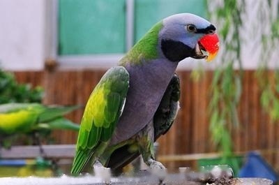 Big red-breasted parrot