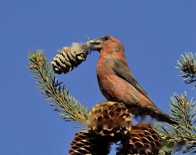 cross Beak bird