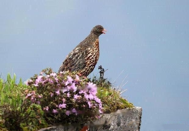 Snow Quail