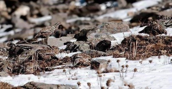 Snow Quail