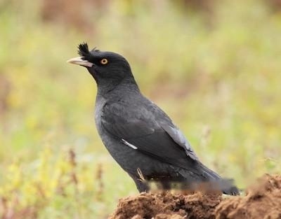 Myna/Black Myna/Erna