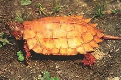 Tortoise