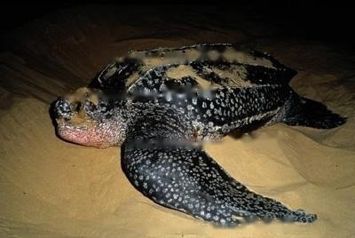 leatherback turtle