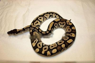 Python regius