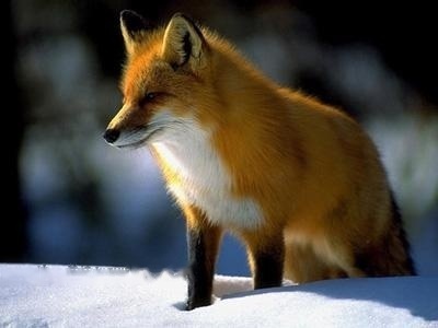 Red Fox