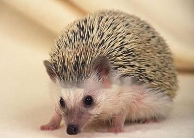 Ordinary hedgehog