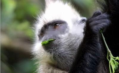 White-headed langur|Cat langur