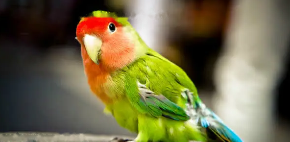 What's wrong with parrots often opening their mouths and moving their tongues?