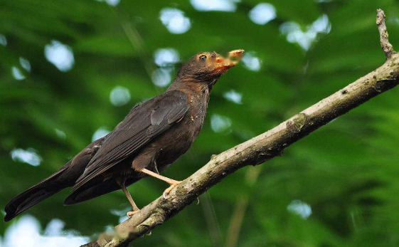 Who is the best sound between black thrush and thrush? I said, don't believe it~