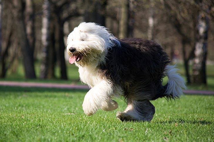 Ancient English Shepherd.jpg