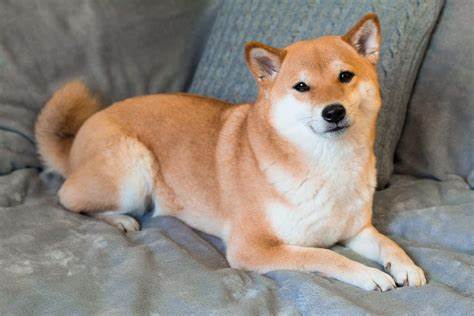 Japanese Shiba Inu