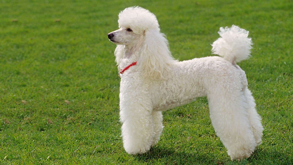 poodle-dog.jpg