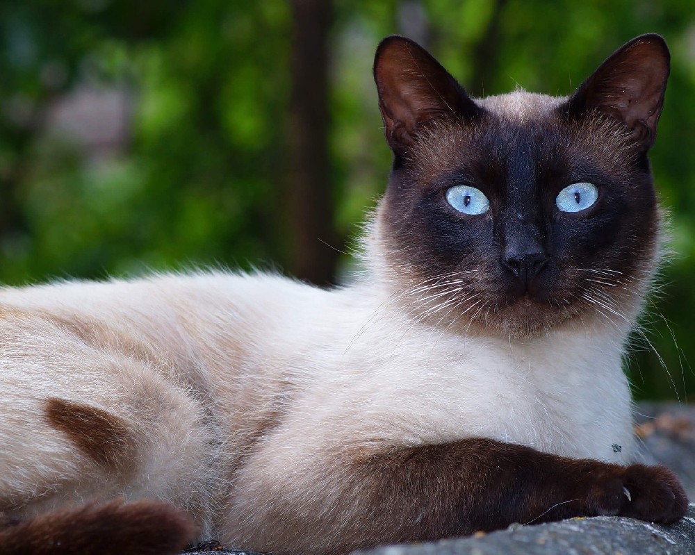 Siamese cat has a lot of eye mucus, is it sick? What's causing it?