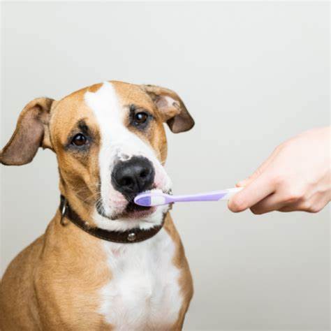 How to take care of your dog's oral hygiene? The pros and cons of brushing your dog's teet