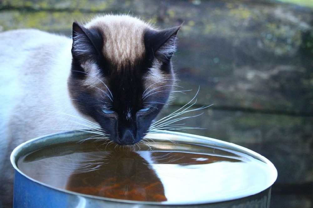 Siamese cat drinking water diarrhea is how is it?